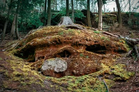 The roots of an old fallen tree 스톡 사진