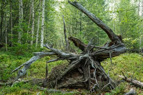 The roots of old fallen trees. Large dry tree root Stock Photos