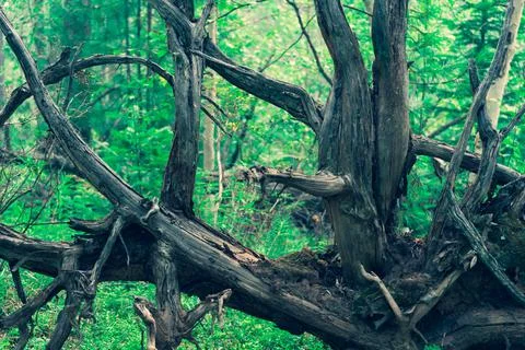 The roots of old fallen trees. Large dry tree root Stock Photos