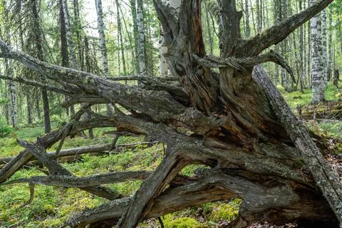 The roots of old fallen trees. Large dry tree root Stock Photos