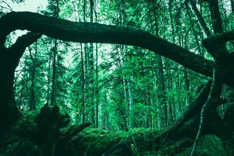 The roots of old fallen trees. Large dry tree root Stock Photos