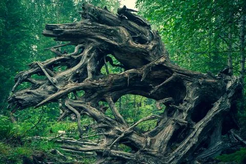 The roots of old fallen trees. Large dry tree root Stock Photos