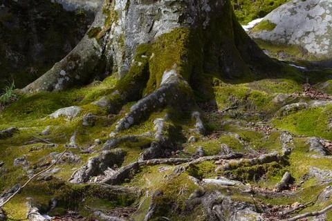 The roots of an old, large tree covered with moss on the rock in . Stock Photos