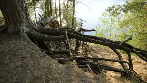 Roots of an old pine tree growing in autumn forest near a river. Slow motion. HD Stock-Footage 95760075