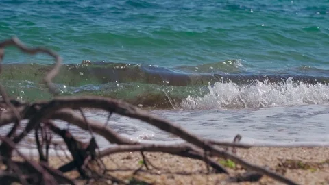 Roots of an old tree on the beach after a storm Stock Footage 126783994
