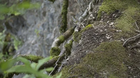 The roots of an old tree covered with moss in a forest on the edge of a cliff in 스톡 동영상 116669937