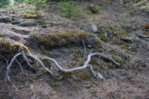 Roots of the old tree in deep forest Stock Photos