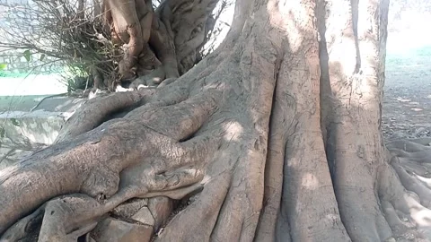 Roots of an old tree Stock Footage 302450745