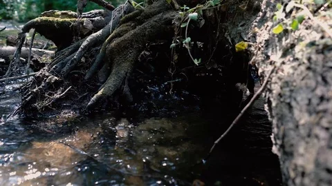 Roots Of Old Tree In the Forest river Stock Footage 110304161