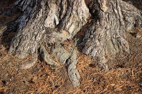 The roots of an old tree grow on top of the earth Stock Photos