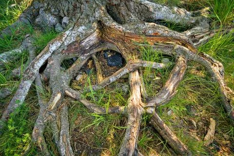 The roots of an old tree, HDR close up Stock Photos