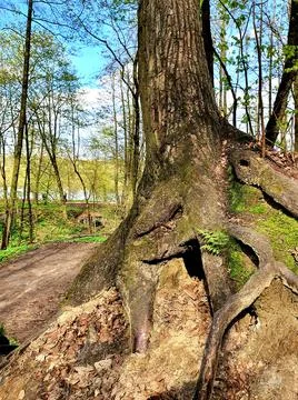 The roots of an old tree. A hole in the roots of a tree. Tree in the forest c Stock Photos
