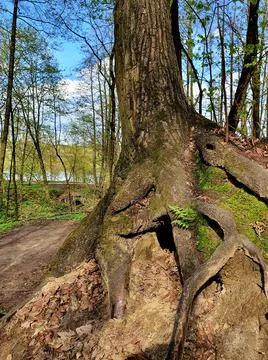 The roots of an old tree. A hole in the roots of a tree. Tree in the forest c Stock-Fotos