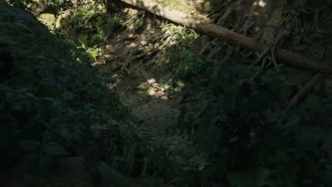 Roots Of Old Tree In Jungle Forest Stock Footage 259747785