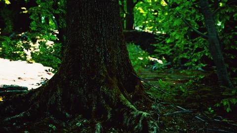 Roots of an old tree overgrown with moss Stock Illustration