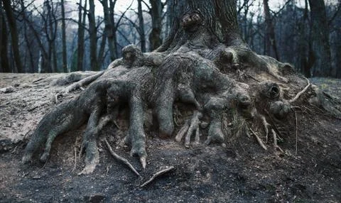 Roots of an old tree in the park Stock Photos