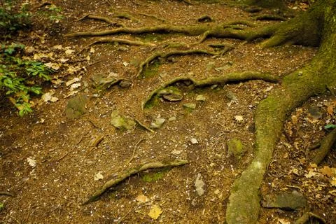 Roots of an old tree Stock-Fotos