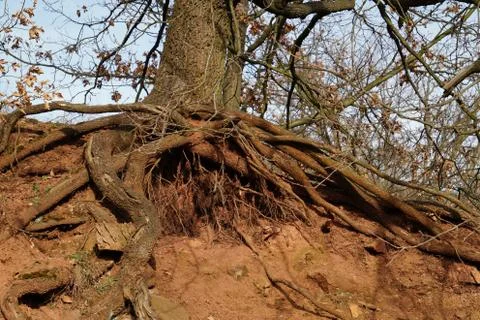 Roots of the old tree Stock Photos