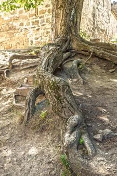 The roots of the old tree Stock Photos
