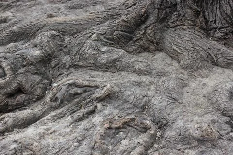 Roots of the old tree. Stock Photos