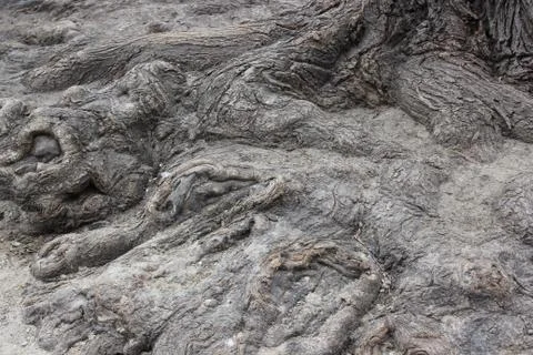 Roots of the old tree. Stock Photos