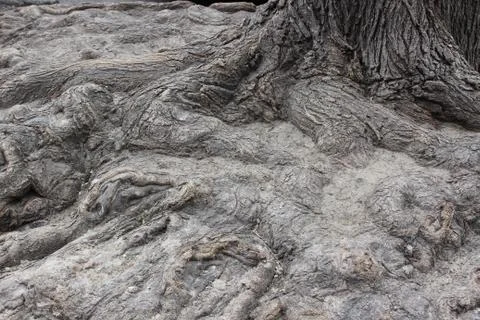 Roots of the old tree. Stock Photos