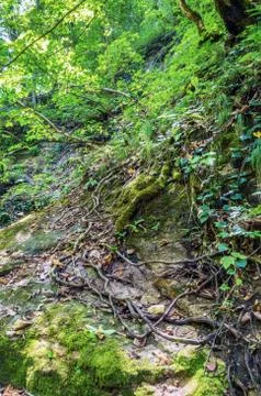 The roots of the old tree Fotos Stock