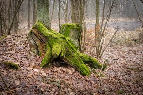 Roots of old tree roots covered with green moss Stock Photos