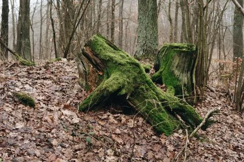 Roots of old tree roots covered with green moss Stock Photos