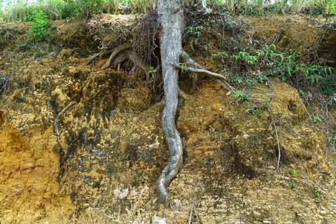 Roots of an old tree underground in the soil Stock Photos