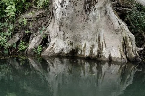 The Roots Of An Old Tree In Water. Stock Photos