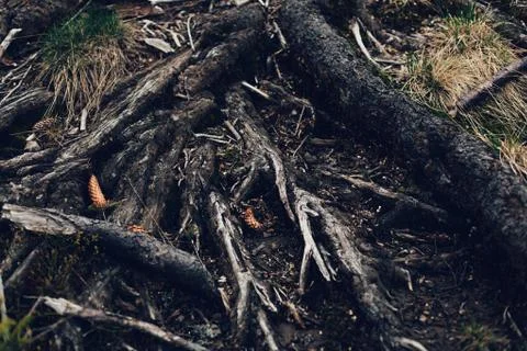 Roots of old tree without ground - organic background Foto stock