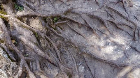 Roots of old tree without ground - organic background Stock Photos