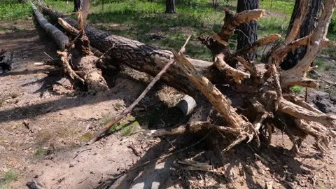Roots of old trees. Stock Footage 274462089