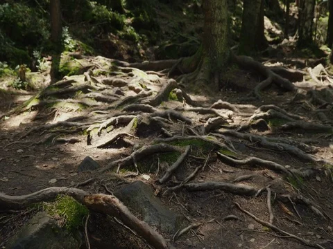 The roots of old trees on a mountain path, an old deciduous forest. The rays of Stock Footage 80031565
