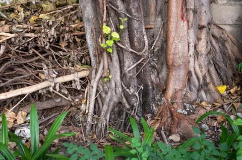 Roots of old trees Stock Photos