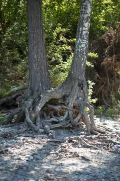 The roots of old trees Stock Photos