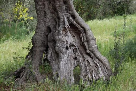 Roots of olive tree Stock Photos