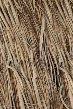Roots or trunk of the banyan tree in the garden. Foto stock