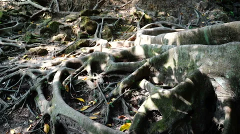 Roots outside of ground in shadow. 스톡 동영상 68052290