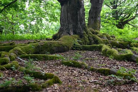 Roots overgrown with moss of a beech tree in a forest Stock Photos