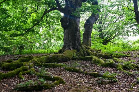 Roots overgrown with moss of a beech tree in a forest Stock Photos