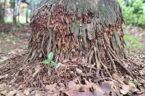 The roots of the palm tree Stock Photos