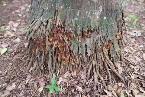 The roots of the palm tree Stock Photos