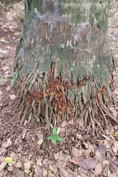 The roots of the palm tree Stock Photos