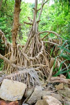 Roots of Pandanus Tectorius tree roots close up, growing near the edge of t.. Stock Photos