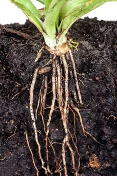 Roots of parsley under the soil Stock Photos