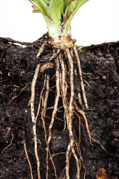 Roots of parsley under the soil Stock Photos