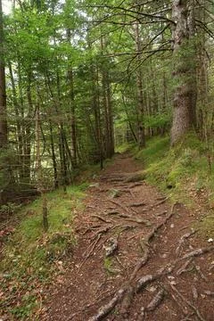 Roots on the path on the Soca Trail Stock Photos