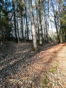 ROOTS on a path        visit 4. from 20 photos Stock Photos